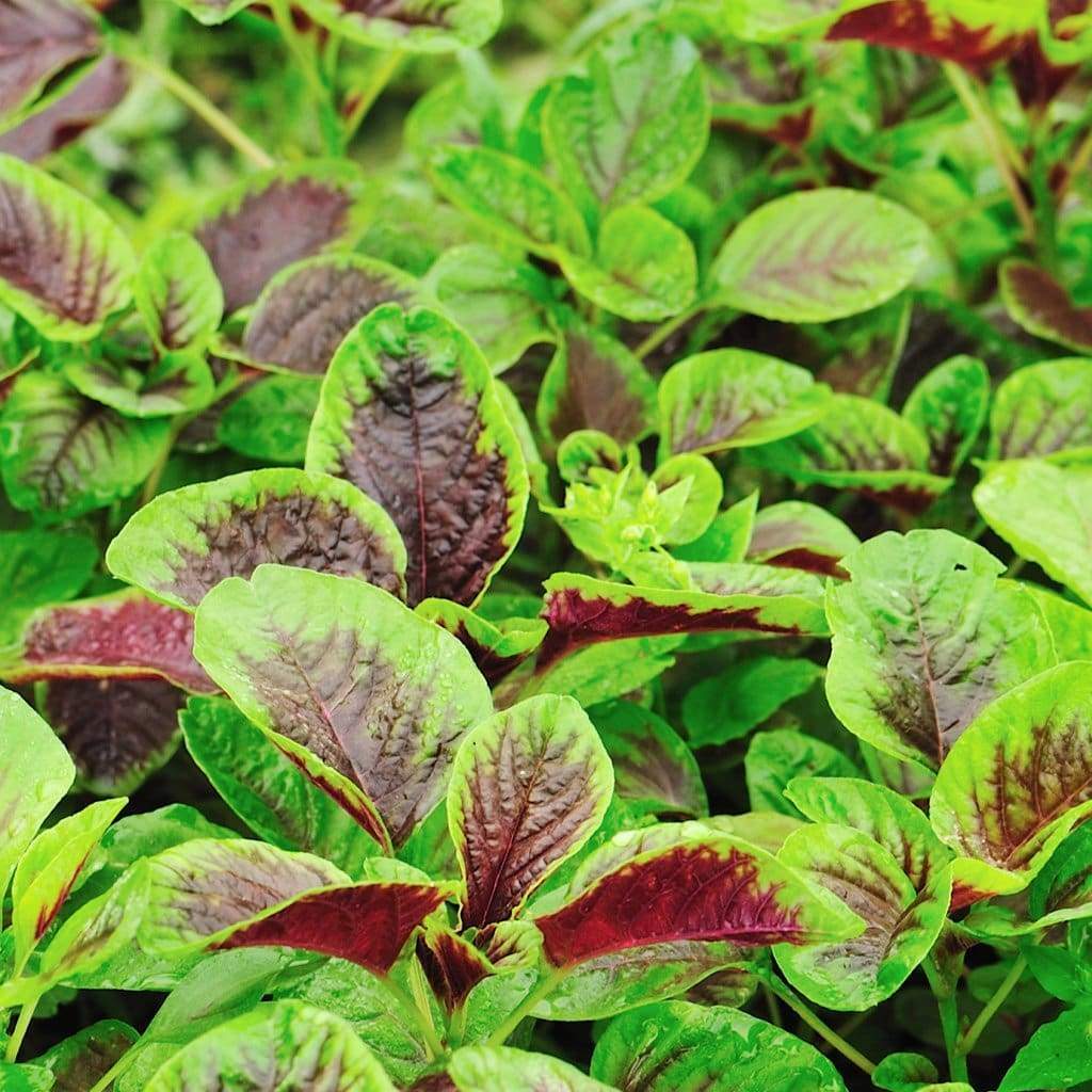 300+Red Amaranth Red stripe leaf Chinese Spinach seeds Yin Cho Callaloo USA