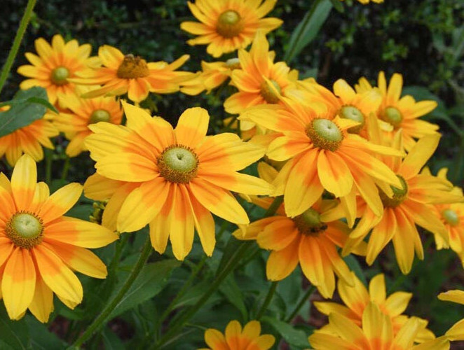 Rudbeckia Irish Spring 20 seeds
