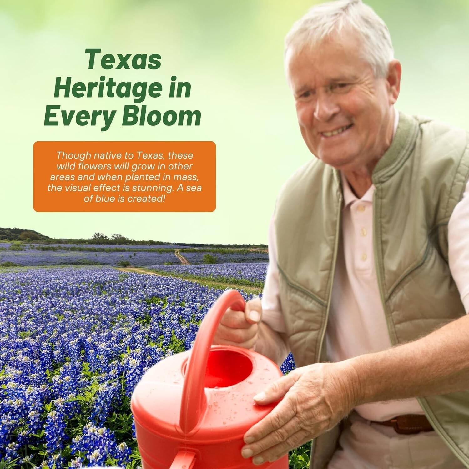 Texas Bluebonnet Seeds – 500 Pcs Annual Lupinus Texensis, Heirloom Quality, D…