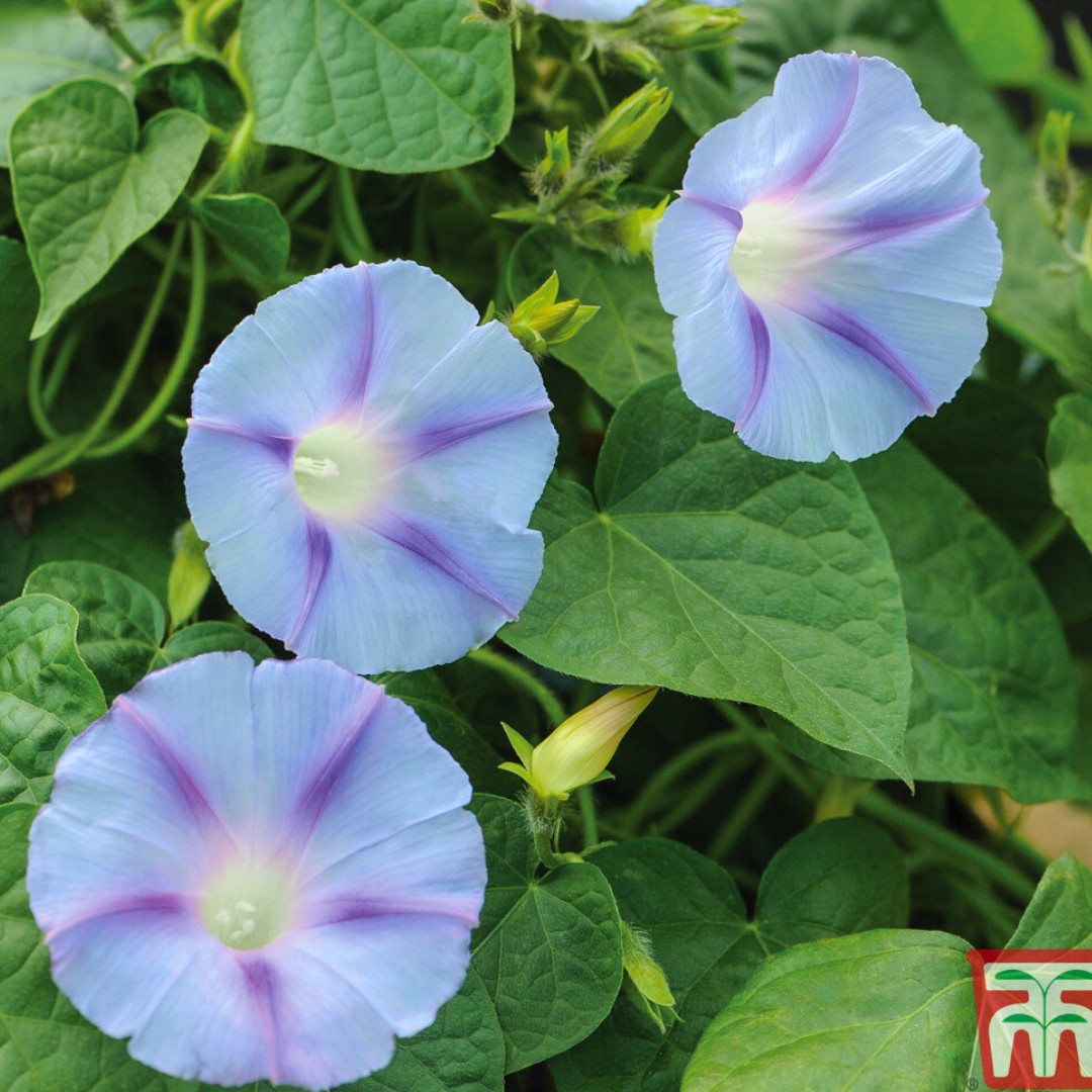 Fresh Premium Morning Glory Seeds | Blue Star | Heirloom Non-GMO | Flower Seeds