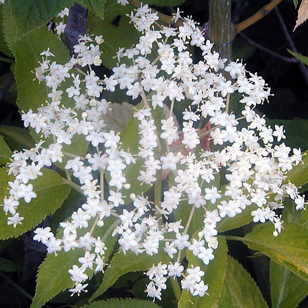 Sambucus Canadensis 50 Seeds, American Elderberry Cold Hardy Medicinal Herb