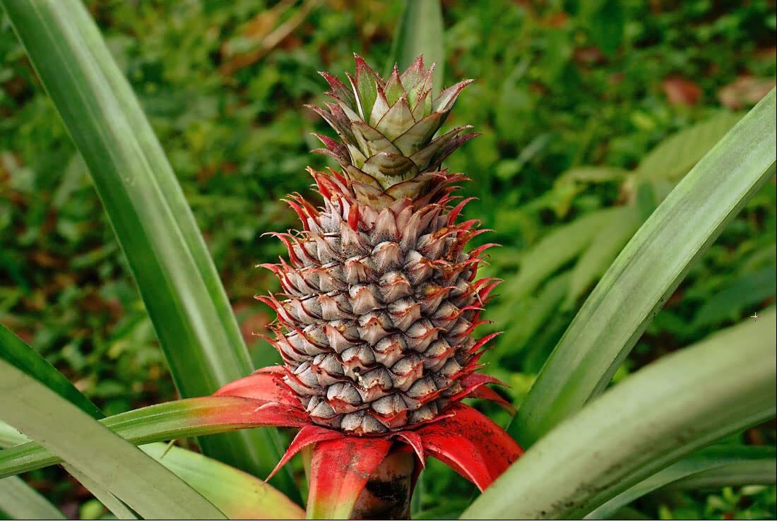 Wild Pineapple Seeds for Planting (10 Seeds) – Bromelia Pinguin