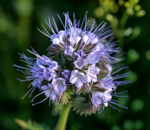 LACY PHACELIA SEEDS 1,700+ | Purple Tansy Flower | Tanacetifolia 