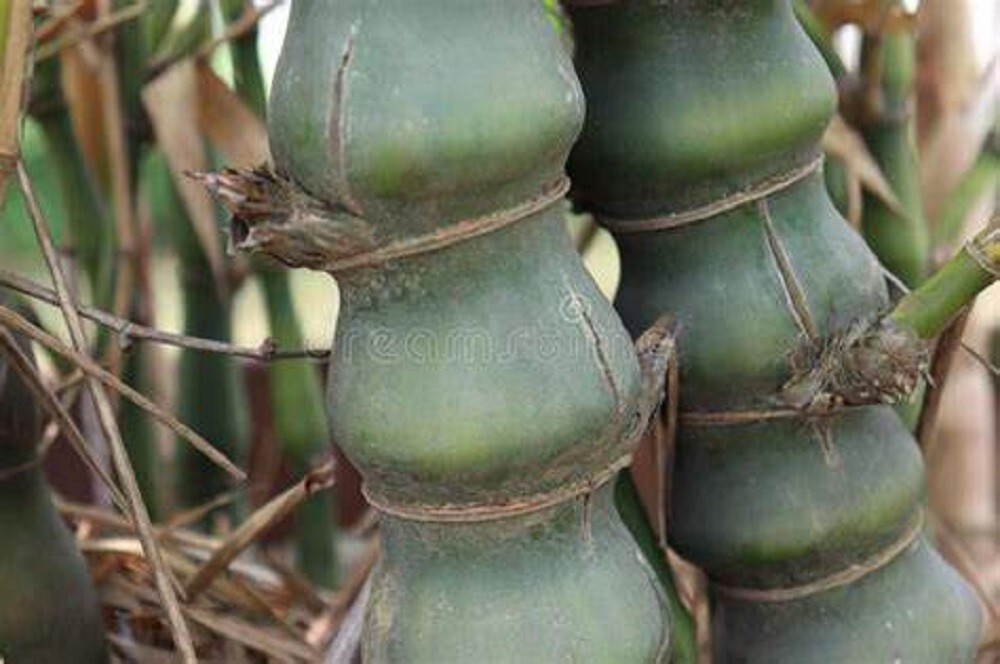 10 Buddha’s Belly Bamboo Seeds