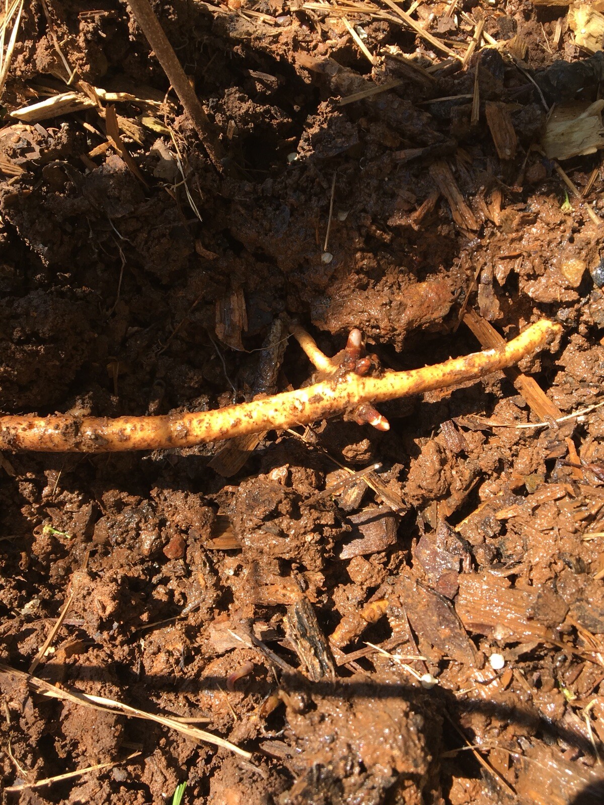 Ideal Mother’s or Father’s Day Gifts. 10 Organic Zeus Hop Rhizomes, $60.
