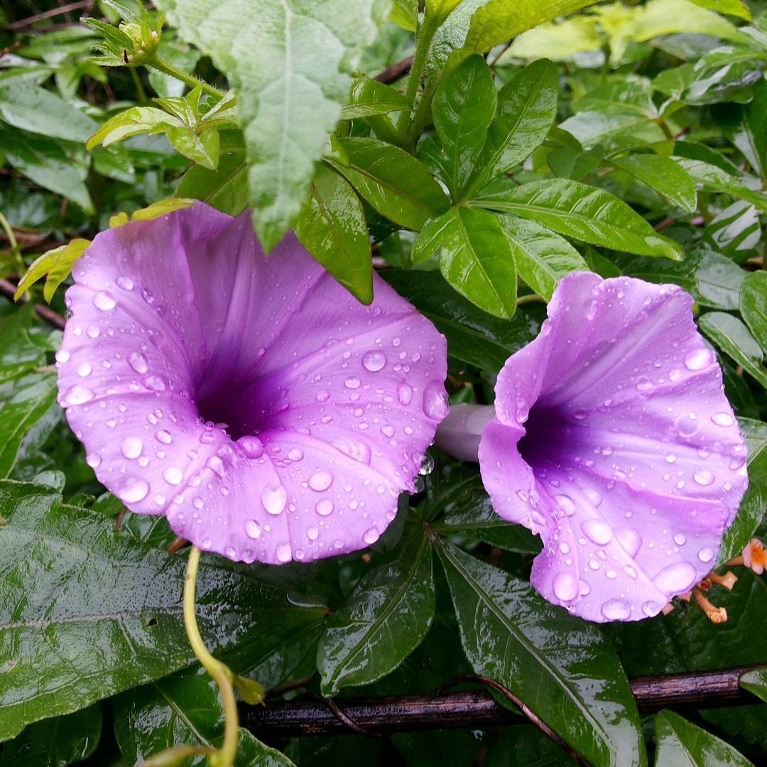 Ipomoea Palmata Cairica Vine 10 Seeds, Cairo Morning Glory Railway Creeper