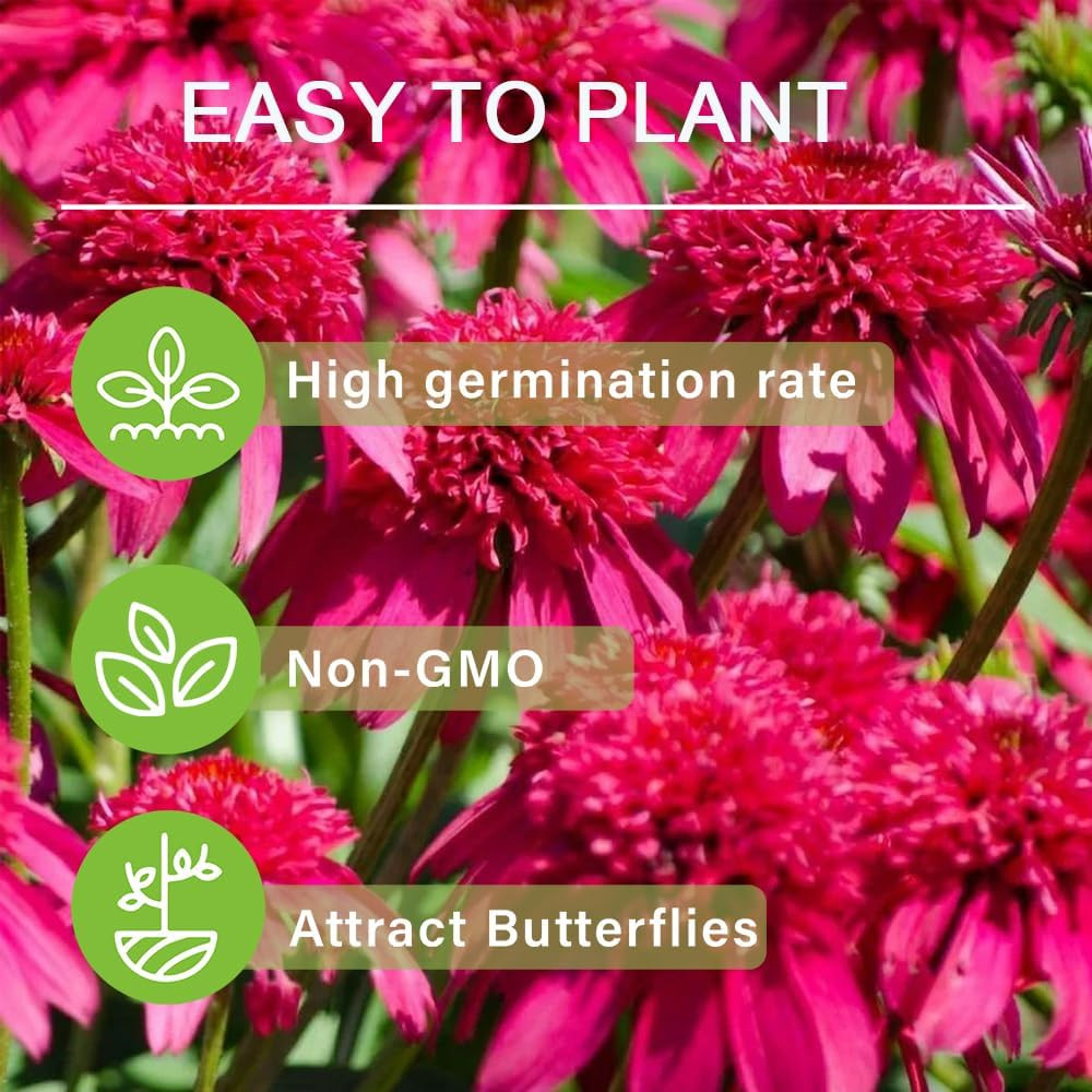 1000+ Double Echinacea Coneflower Seeds for Planting -Perennial Cone Flower Seed
