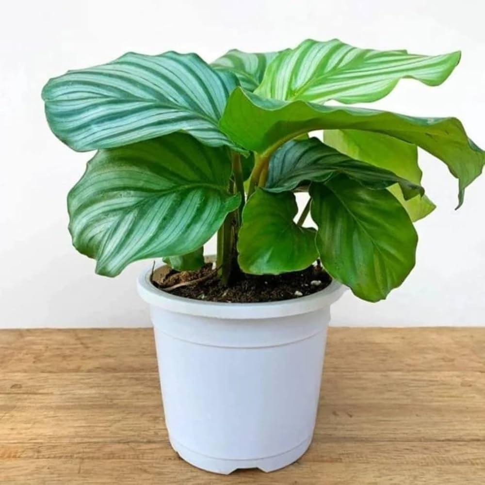 100pcs Green Calathea Plant Seeds for Planting, Tropical Foliage Seeds for In…