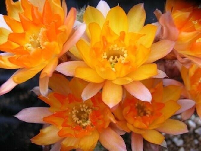 Chamaelobivia (Peanut Cactus) “Gem” Cactus Seeds (100 Seeds)
