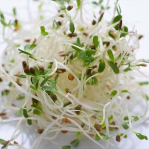 Sprouting Alfalfa Organic Great Heirloom Vegetable By Seed Kingdom 13,000 Seeds