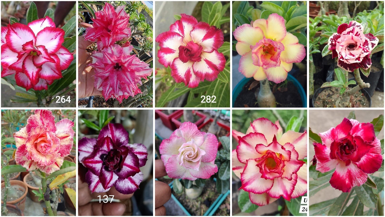 10 Mixed Colors Desert Rose. Beautiful, Very Rare.