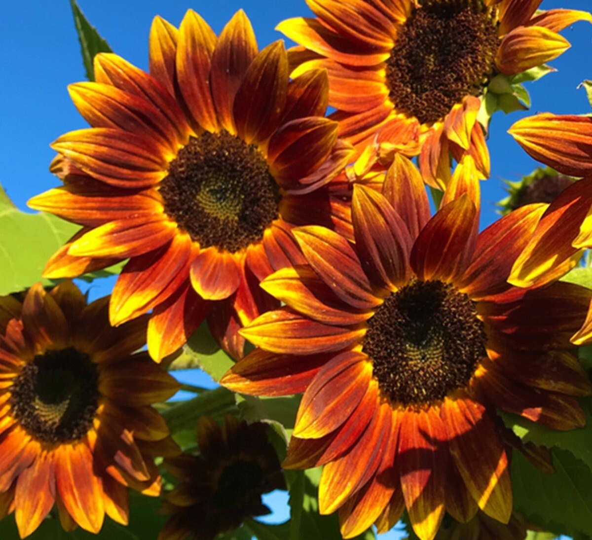 Earthwalker Sunflower Seeds – Heirloom Non GMO Open-Pollinator Flower Seeds