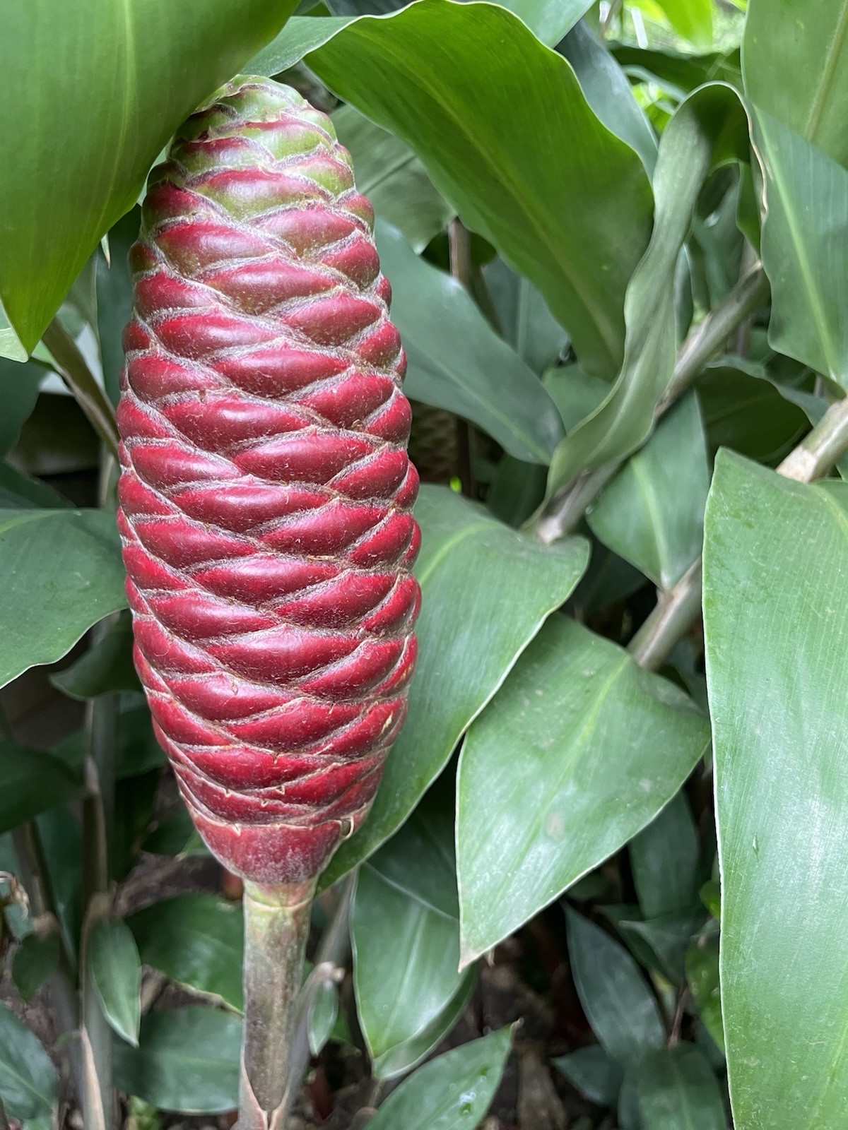 3 HAWAII GROWN Red Shampoo Ginger Rhizomes Zingiber Zerumbet Awapuhi Organic