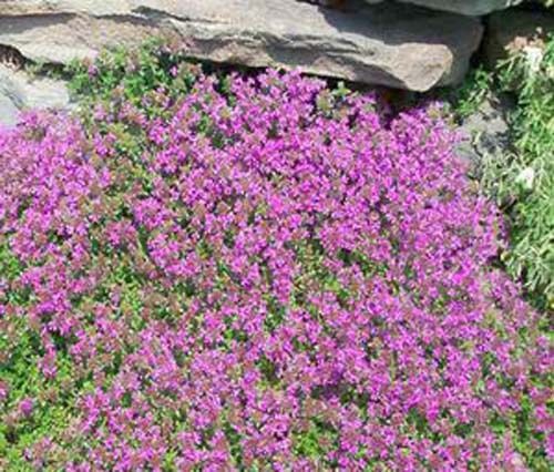 Thyme Creeping Thyme Great Garden Herb By Seed Kingdom 500 Seeds