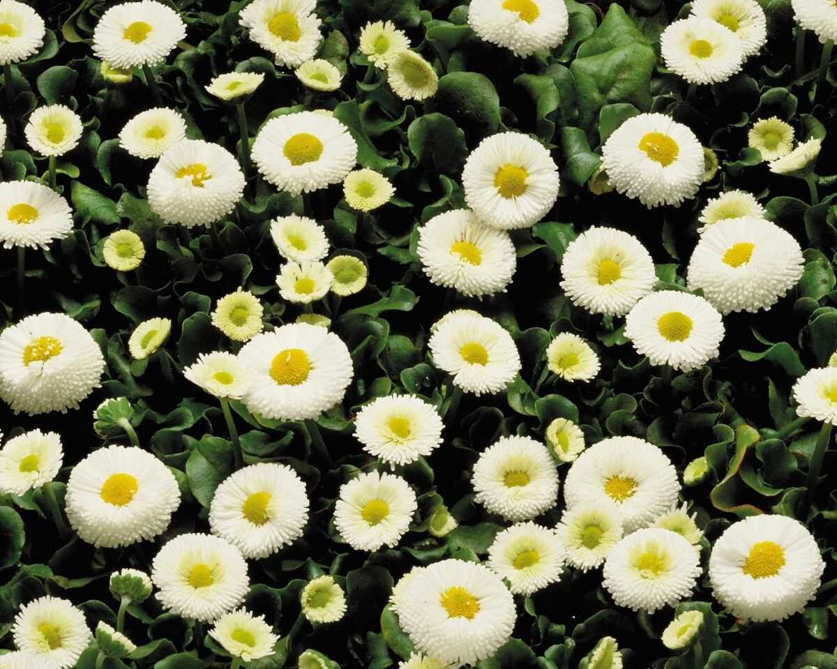 Bellis Seeds Bellis Galaxy White 50 Pelleted Seeds Perennial Seeds