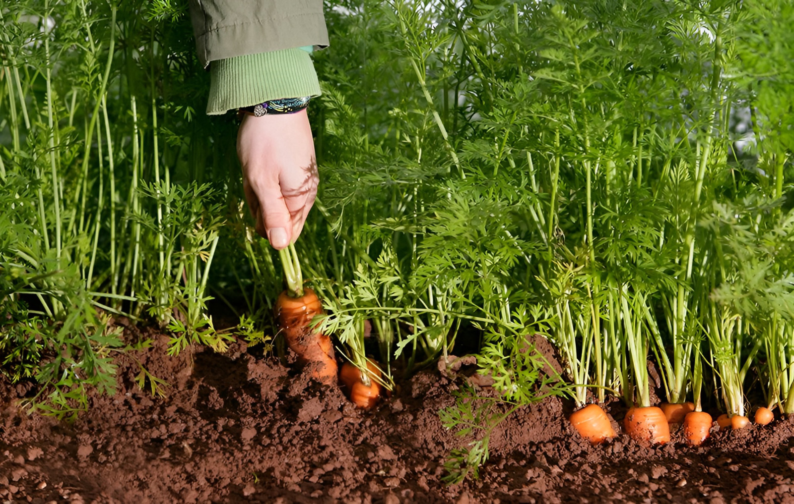 1,000 Heirloom Imperator 58 Carrot Seeds Giant High Yield Fast Growing and Sweet