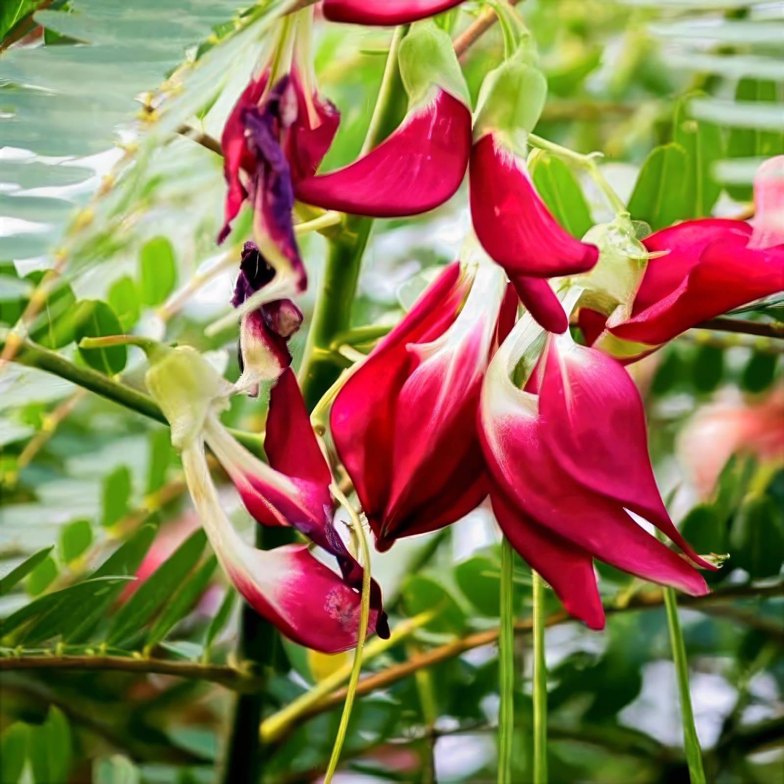 20 Hummingbird Tree Seeds (Sesbania grandiflora) “Agati” Flower Plant Fast RARE