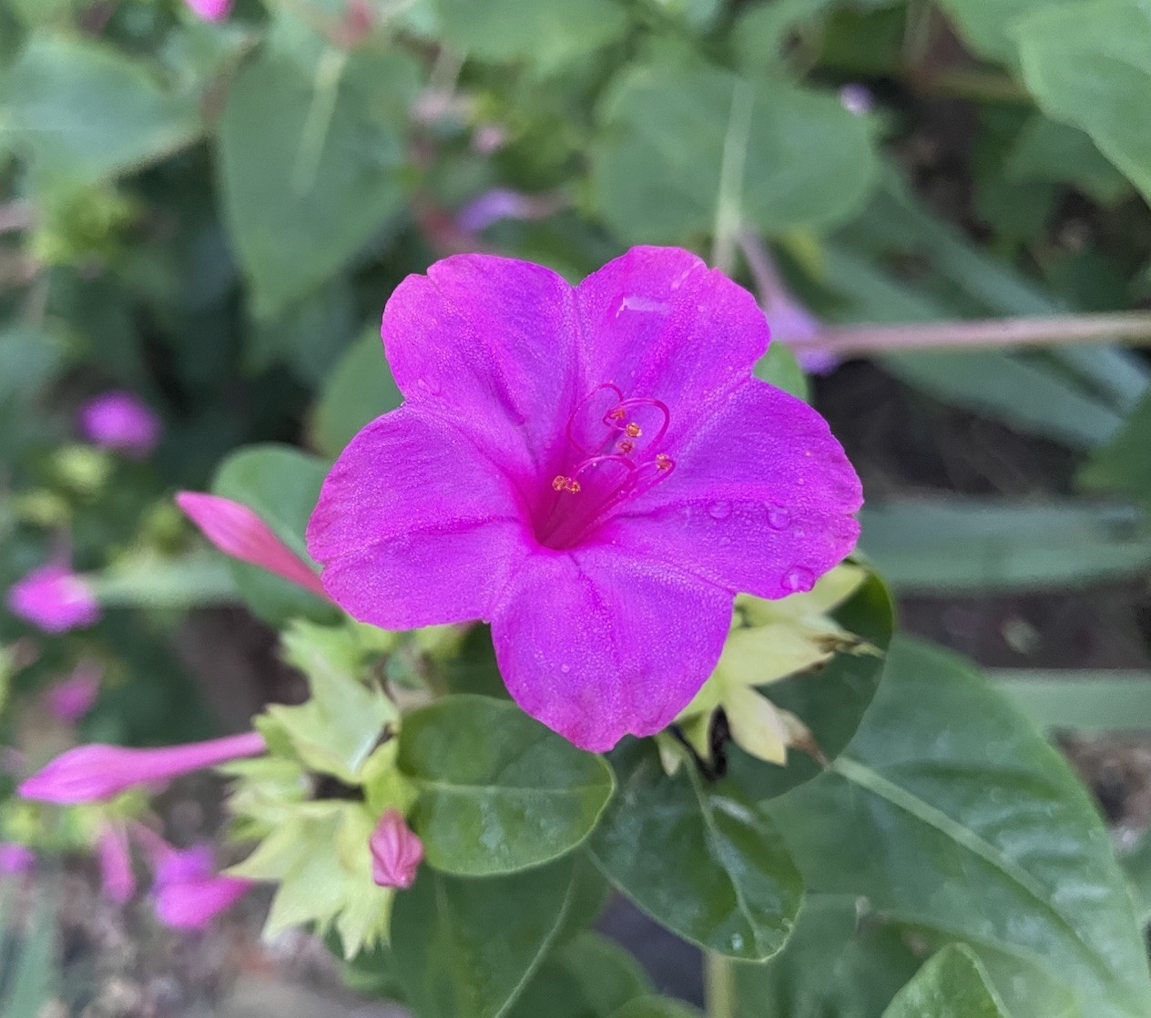 Four O’Clock ROSE Flowers Perennial NonGMO Hummingbirds Love 30 Seeds
