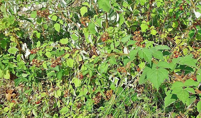 Rubus idaeus | Red Raspberry | 100 Seeds