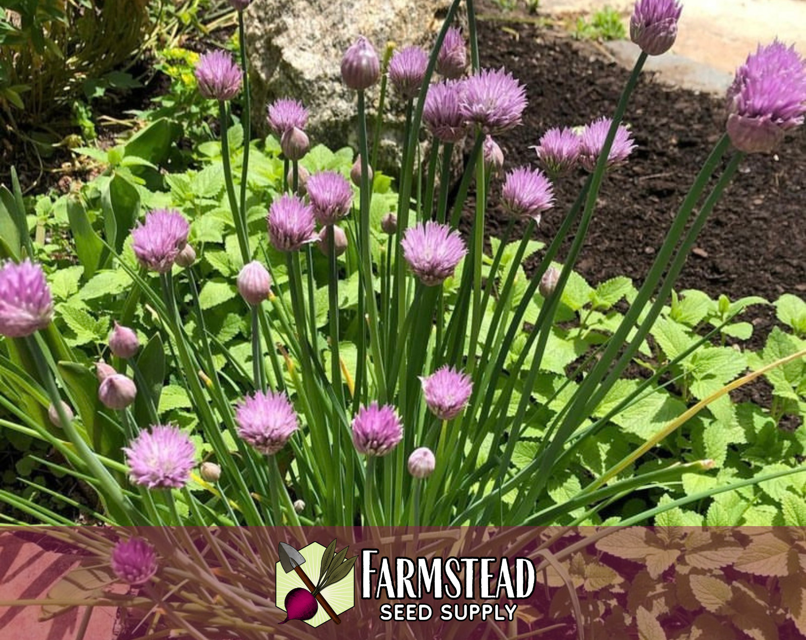 2,250+ Common Chive Seeds | Perennial Garden Herb, Allium schoenoprasum