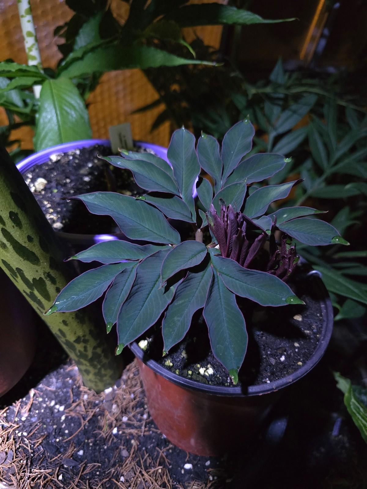 Amorphophallus pygmaeus IoK Gothic Tropical Black Rare Plant Aroid Bulb Flower