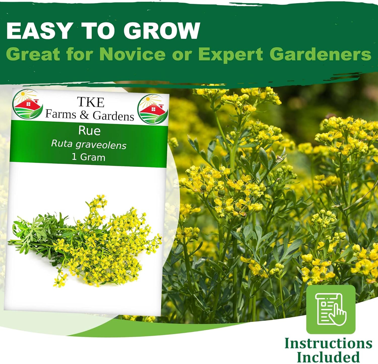 – Rue Seeds for Planting, 1 Gram, 500 Heirlooom Seeds, Non-Gmo, Instructions Inc