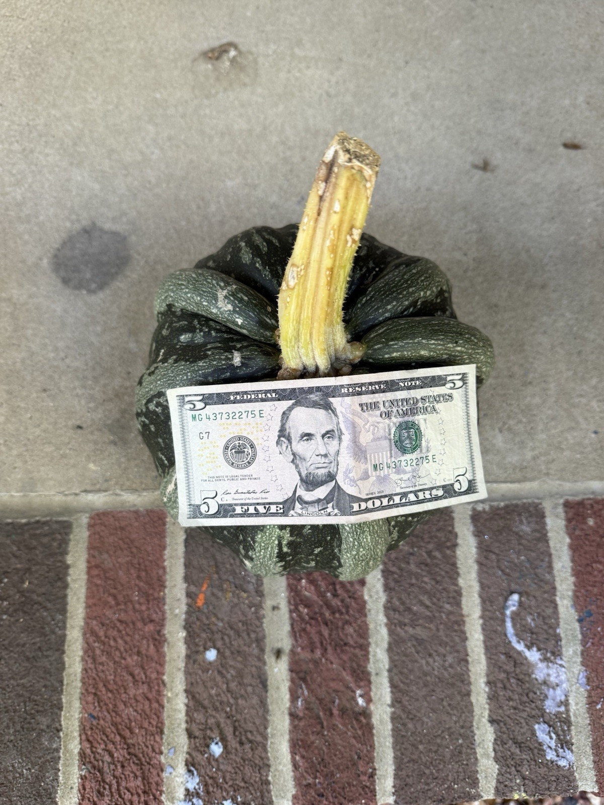 Seeds #3: Green/white ribbed pumpkin. Exotic, beautiful. Seeds (10 ct)