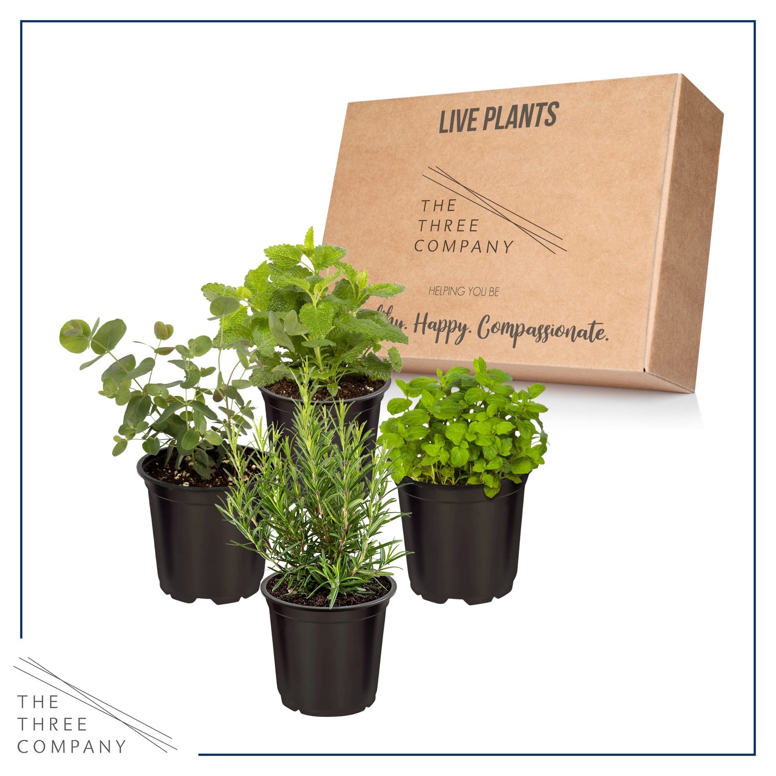 Live Aromatic and Edible Herbs Assorted Varieties 4 Per Pack Lemon Verbena,…