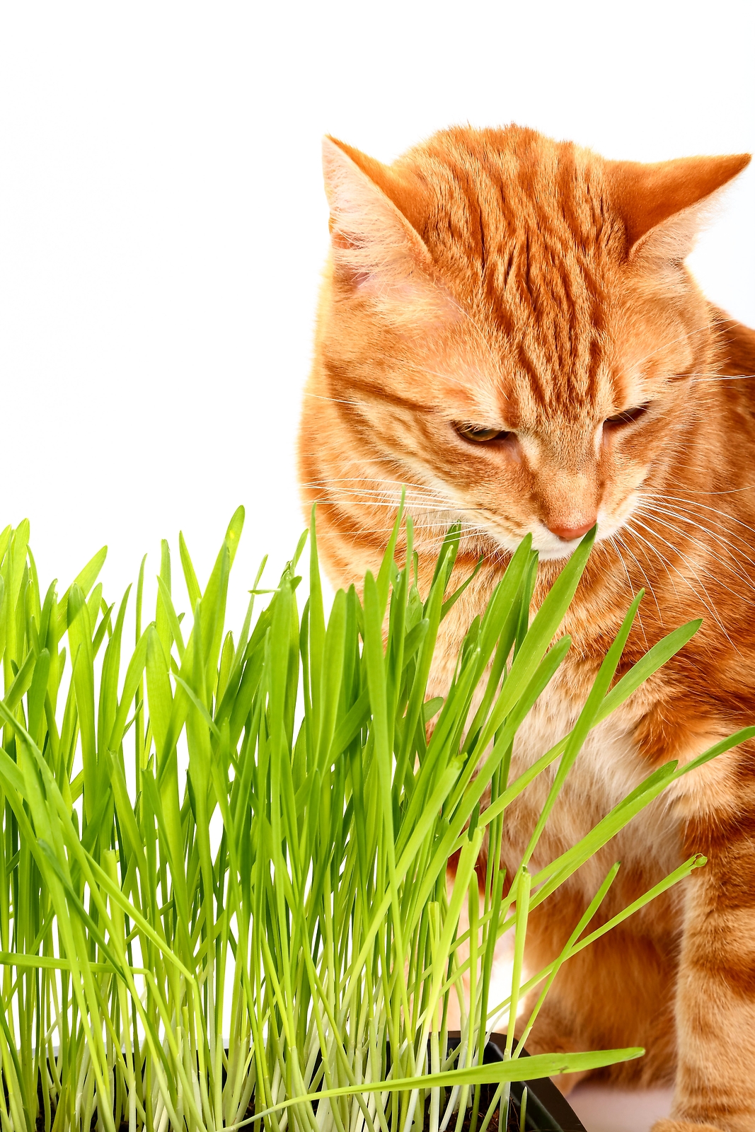 500 Organic CAT GRASS WHEAT Grass Pet Grass Wheatgrass Triticum Aestivum Seeds