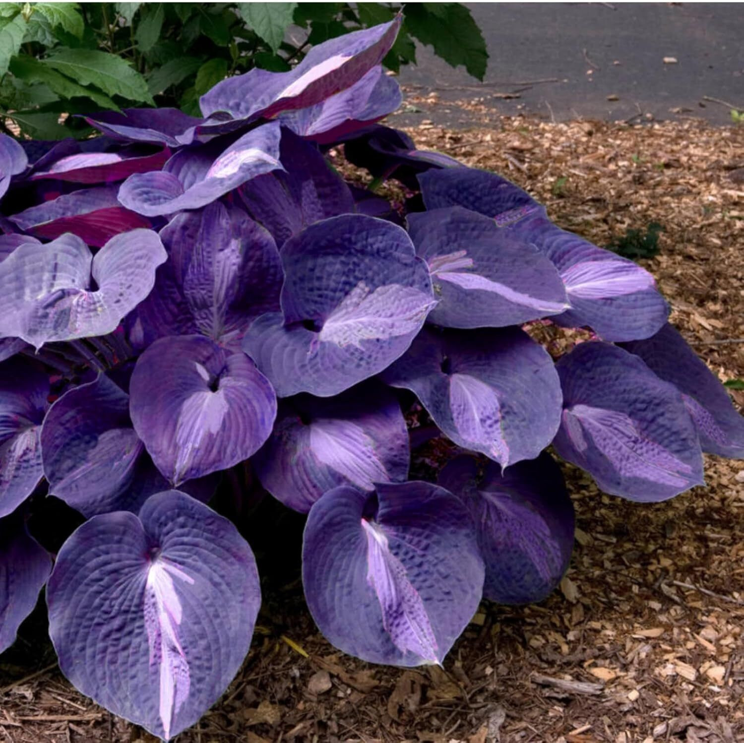 Mixed Hosta Seeds for Planting Purple Black Red Hosta Plant Seeds Perennial Home