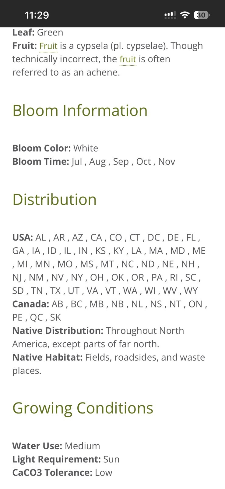 Conyza canadensis – Marestail – Native American – butterfly garden seeds