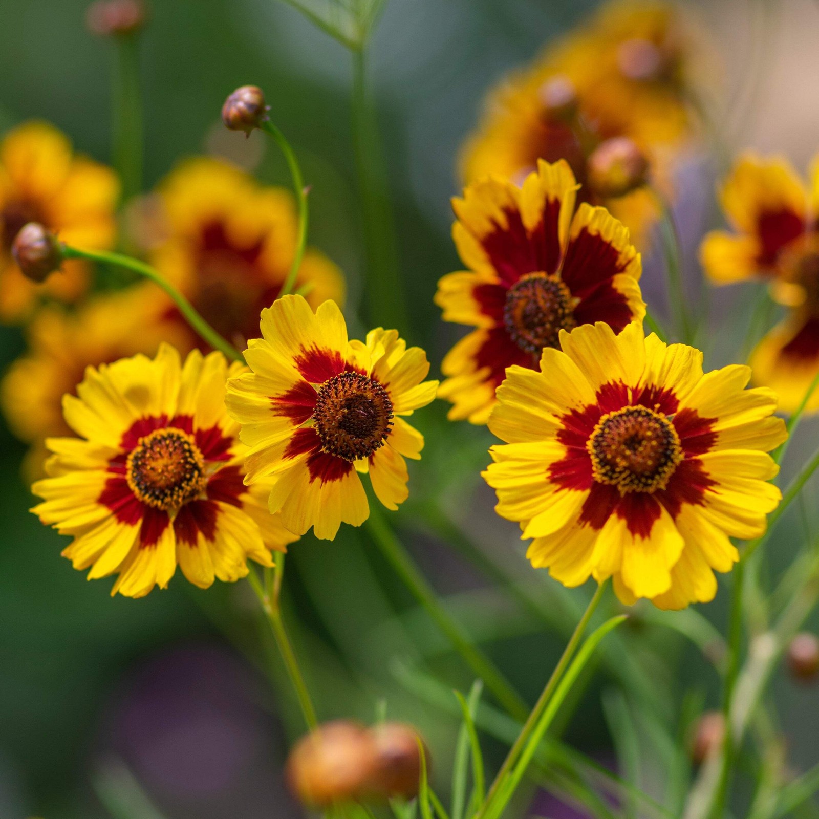 Coreopsis Dyer’s Mix Seeds (Coreopsis tinctoria) ~Dye Plant Pollinator Garden