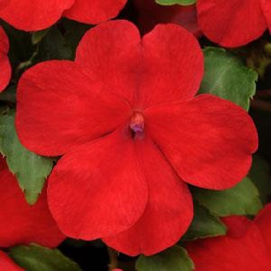 50 Impatiens Seeds Impatiens Impreza Red