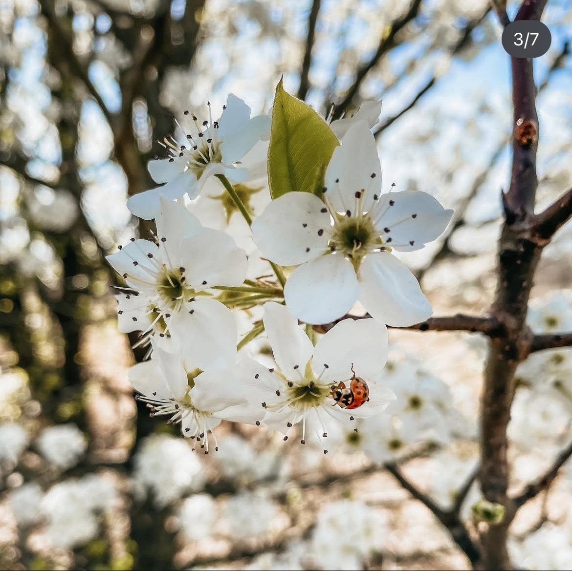Beautiful Bradford Pear Tree Seeds Cold Hardy to Zone 4 Harvested In North Texas