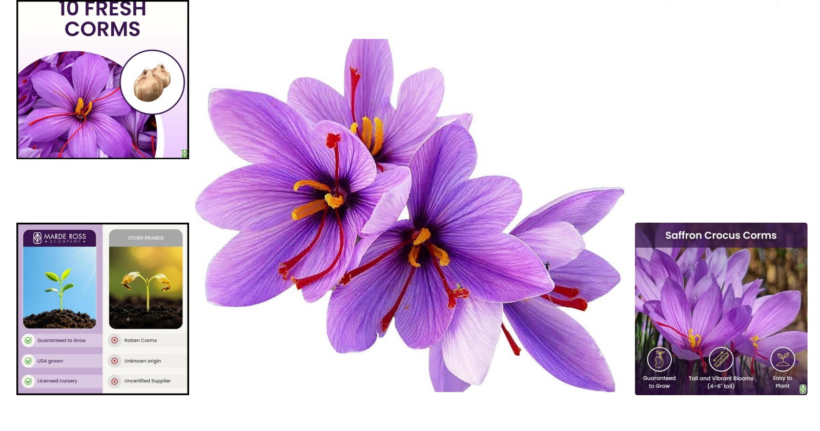 10 Large Saffron Crocus Corms for Outdoor Planting – Purple Blooming Perennials