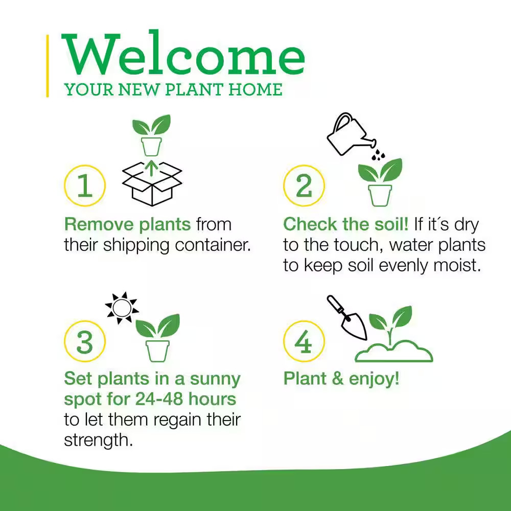 19 Oz. Sweet Mint Herb Plant (2-Pack)
