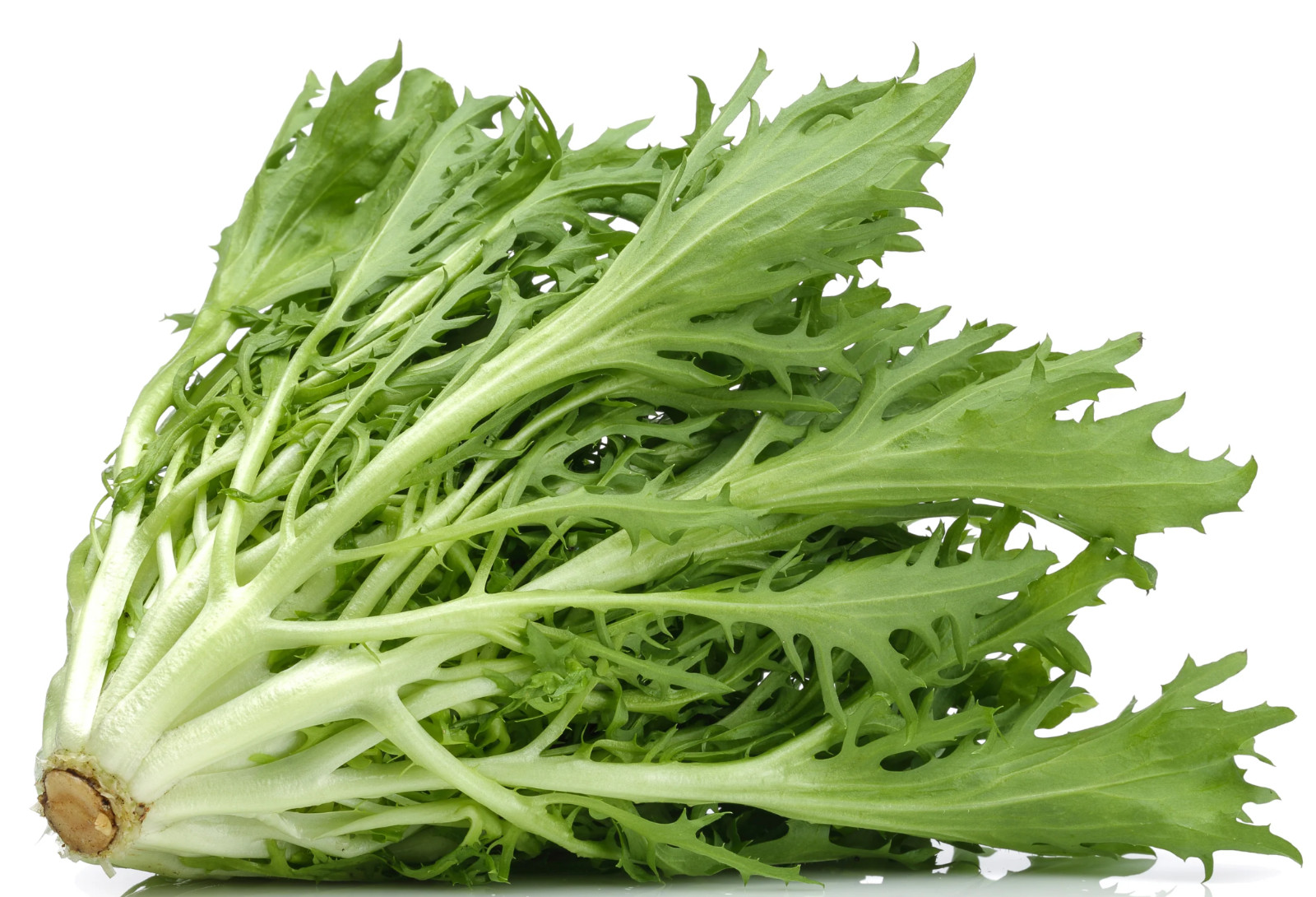 Green Curled Endive Seeds | Non-GMO | Fresh Garden Seeds