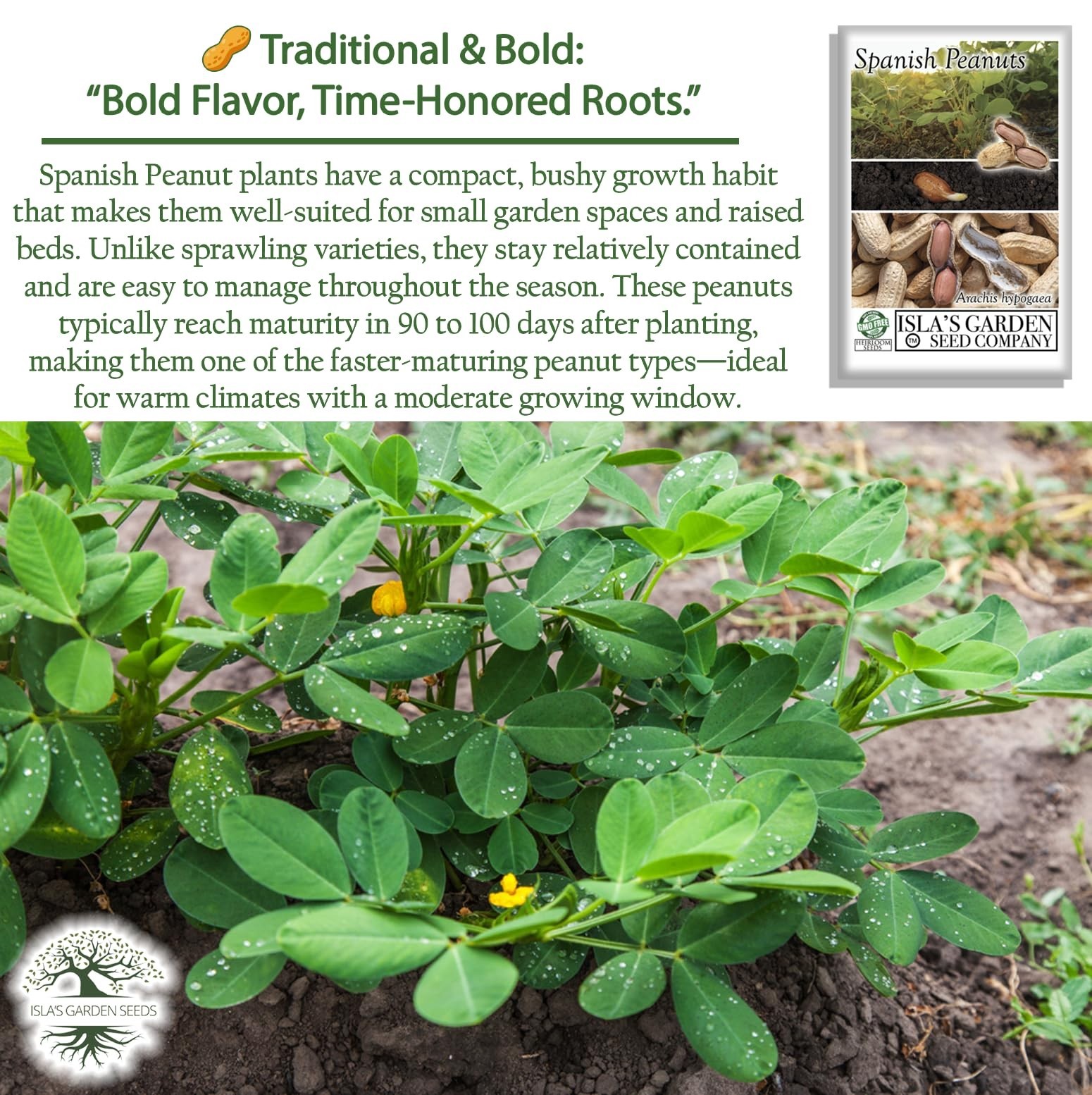 Non-GMO Spanish Peanut Seeds – 20 Heirloom, Early-Maturing, Bold Flavor for Roas