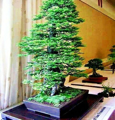 California Coast Redwood Seeds Giant Sequoia Bonsai “TALLEST TREE in the WORLD!”