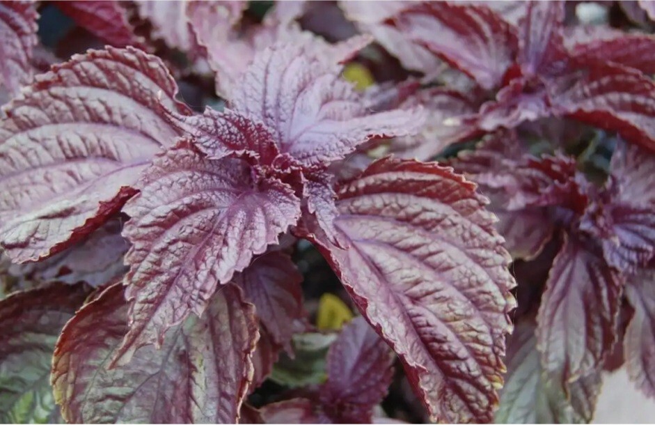 Purple Shiso Seeds, Perilla frutescens, Asian Culinary Chinese basil Red Mint