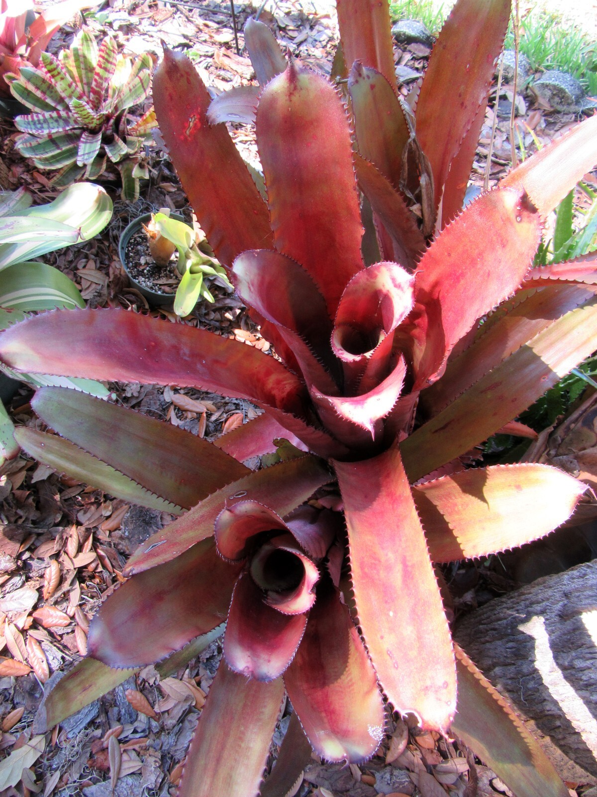Aechmea unknown