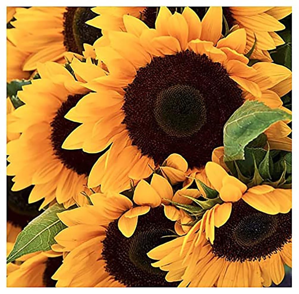 Mammoth Grey Striped Giant Sunflower Seeds – Attracts Bees & Butterflies, 1 lb
