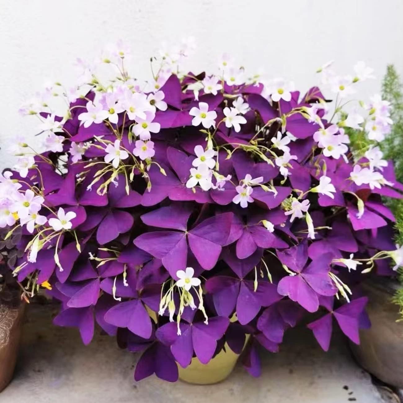 12+ Bulbs Purple Shamrocks Oxalis Triangularis Lucky Lovely Flowers Bulbs Gro…
