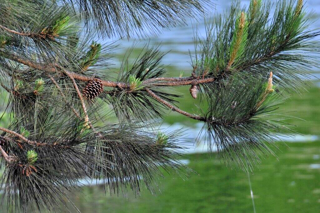 Slash Pine Tree | Premium Seeds | Pinus elliottii | Plants’®