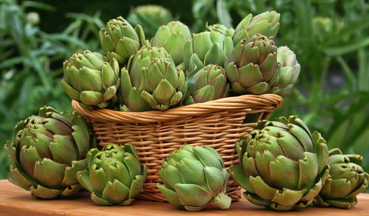 – Seeds Green Artichoke Heirloom Vegetable Non GMO