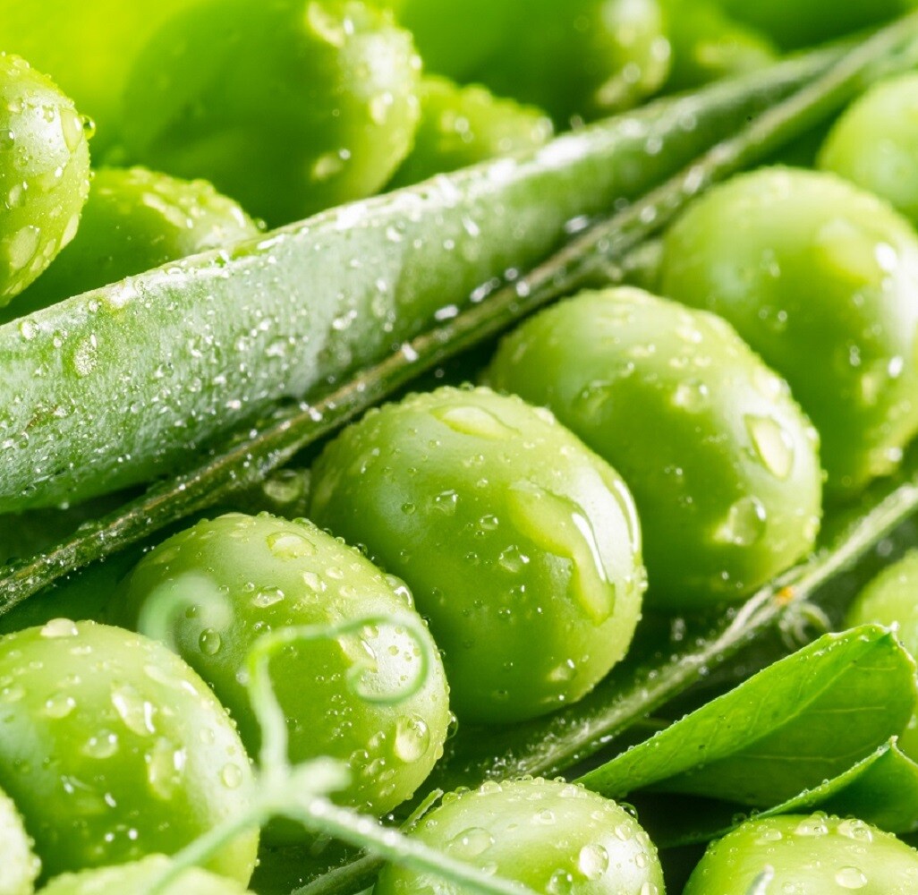 Mammoth Melting Sugar Pod Snow Pea | Non-GMO | Heirloom | Fresh Vegetable Seeds