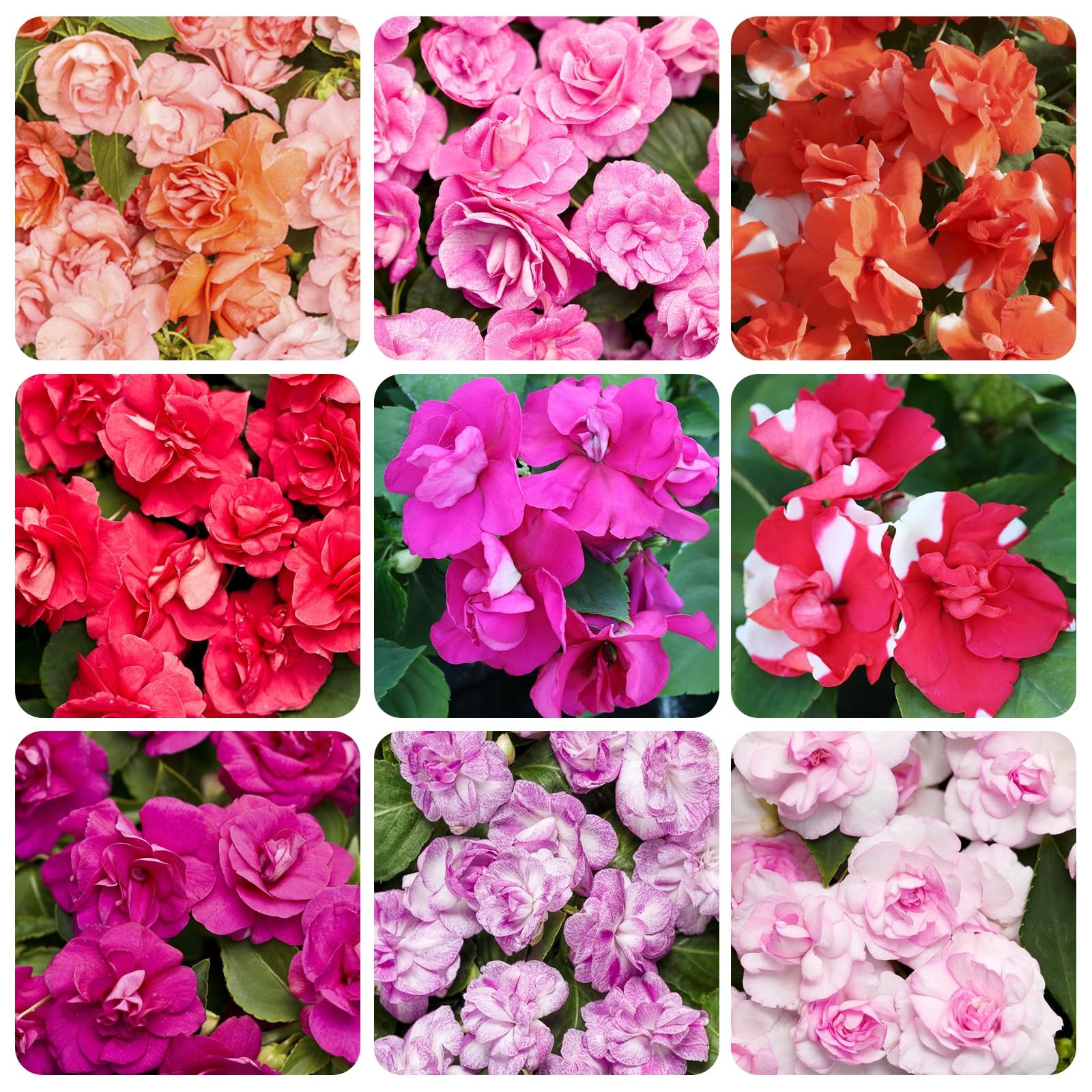 Impatiens Mixed Seeds 500+ for Planting Outdoor – Shade Tolerant Flowers
