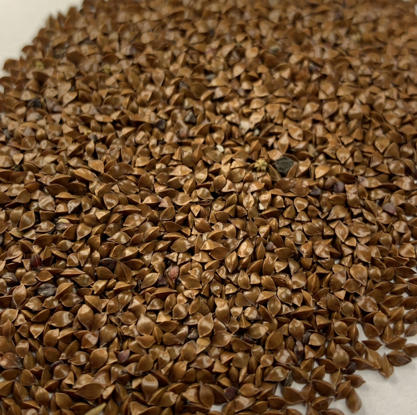 300+ RUMEX CRISPUS Seeds *Free Shipping!* Curly Dock, Yellow Dock, Curled Dock