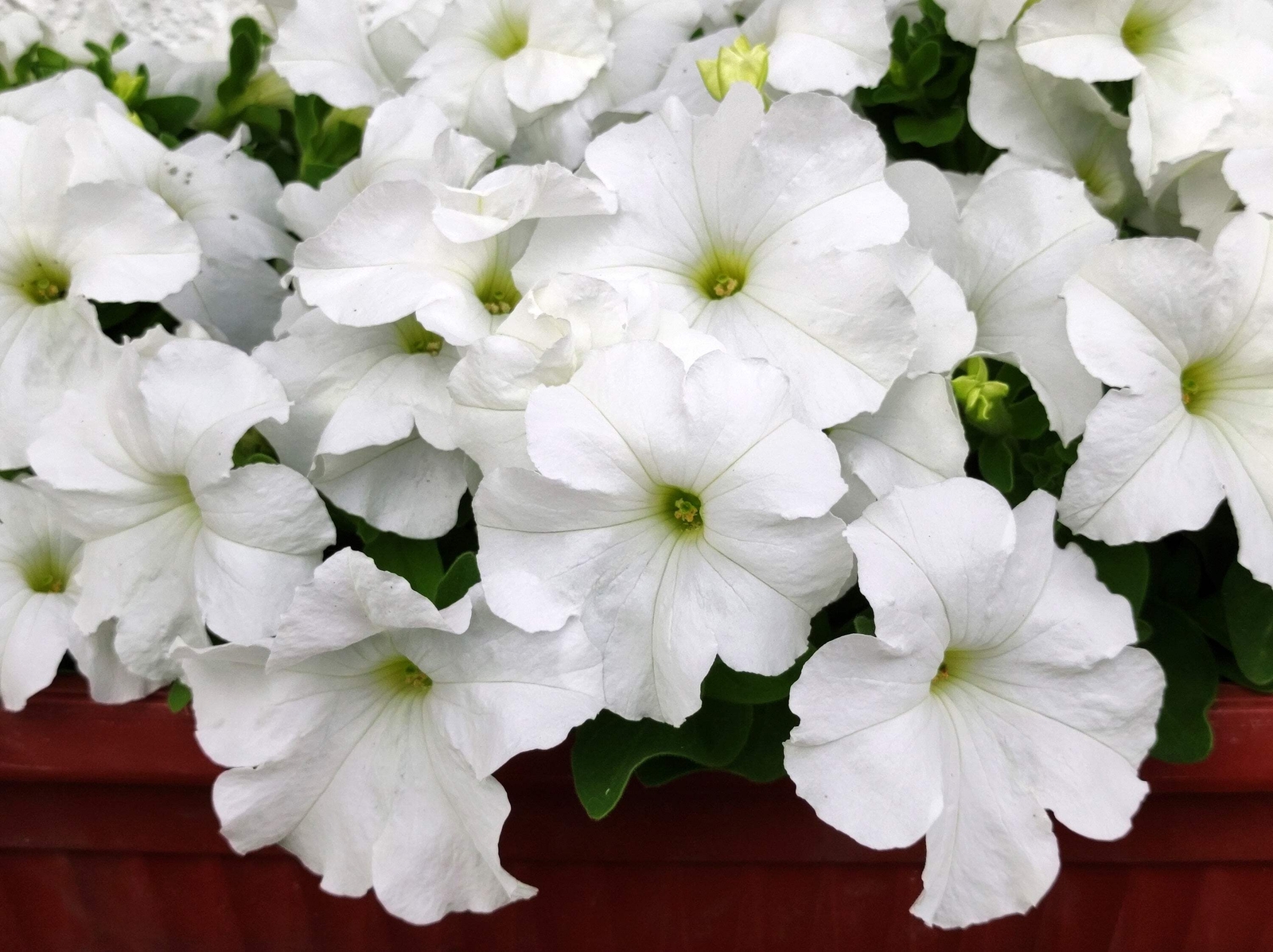 250 Mixed Colors DWARF PETUNIA Pink Red Purple White Yellow Bicolor Flower Seeds