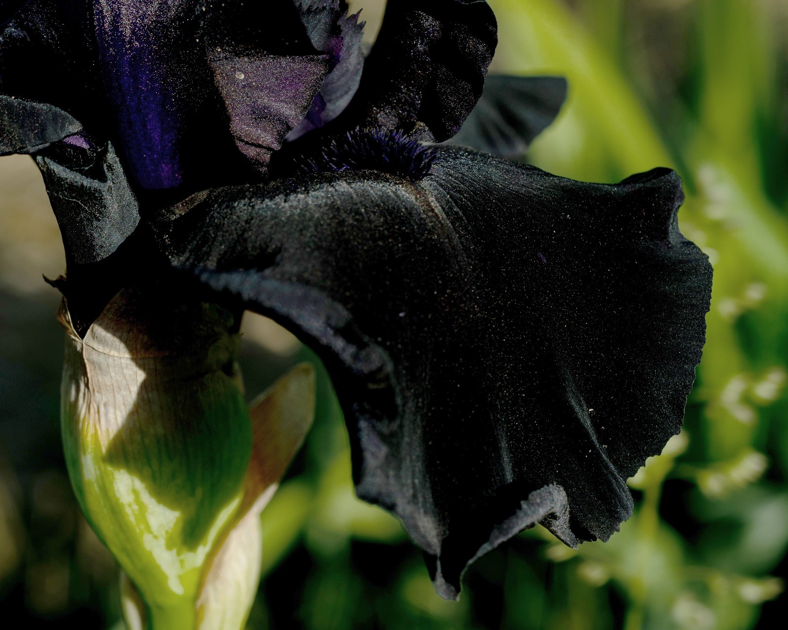 ** HELLO DARKNESS ** Tall Bearded Iris. BLACK, Combined Shipping: Jul – Sep